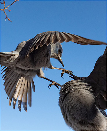 Food fight